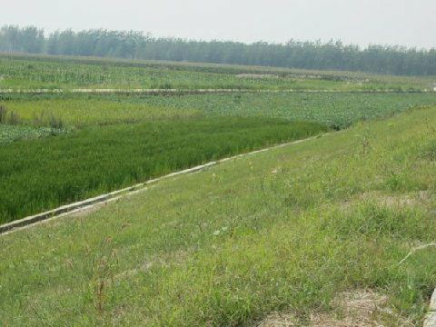 三維植被網(wǎng)護(hù)坡，三維植被網(wǎng)